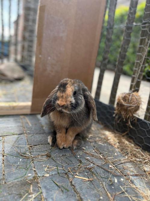 Konijnen ruilen ?  RAM voor voedster, Dieren en Toebehoren, Pluimvee, Overige soorten, Mannelijk