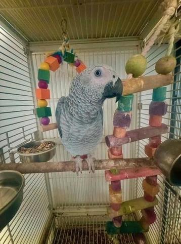 Gris de Gabon 1 ans a céder  beschikbaar voor biedingen