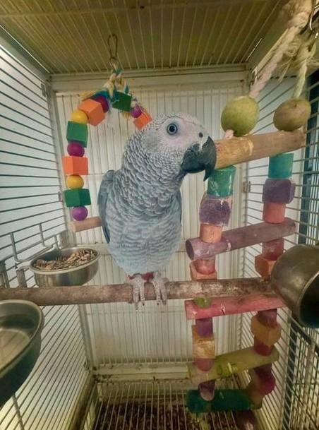 Gris de Gabon 1 ans a céder, Dieren en Toebehoren, Vogels | Parkieten en Papegaaien