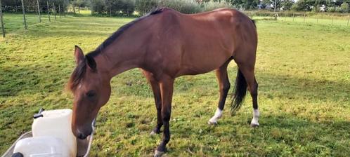 Paard, Animaux & Accessoires, Chevaux, Hongre, Ne s'applique pas, 160 à 165 cm, 7 à 10 ans, Avec pedigree, Avec puce électronique