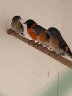 Vogels, Dieren en Toebehoren, Vrouwelijk, Tropenvogel