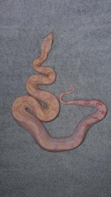 Boa constrictor 0.1 albino IMG, Serpent, Domestique, 0 à 2 ans