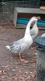 Lavendel chinese knobbelgans koppel ( eerste lezen aub!), Animaux & Accessoires, Volatiles, Mâle, Oie ou Cygne