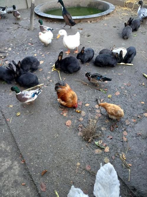 Te koop Eenden kippen en  konijnen, Dieren en Toebehoren, Pluimvee