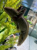 Groot aquarium MET Axolotl, Dieren en Toebehoren, Vissen | Aquaria en Toebehoren, Ophalen, Zo goed als nieuw