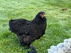 Zwart cochin hen, Dieren en Toebehoren, Vrouwelijk, Kip