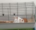 Konijn en cavia, Animaux & Accessoires, Rongeurs & Lapins | Cages & Clapiers, Enlèvement, Lapin