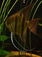 gezocht: koppel Pterophyllum leopoldi (maanvis), Dieren en Toebehoren, Vis, Zoetwatervis