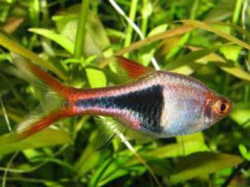 Hobbyaquarium Trigonostigma heteromorpha – kegelvlek XL beschikbaar voor biedingen