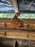 Java kriel haantje, Dieren en Toebehoren