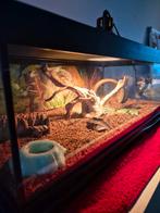 Tarantulla, Dieren en Toebehoren, Reptielen en Amfibieën