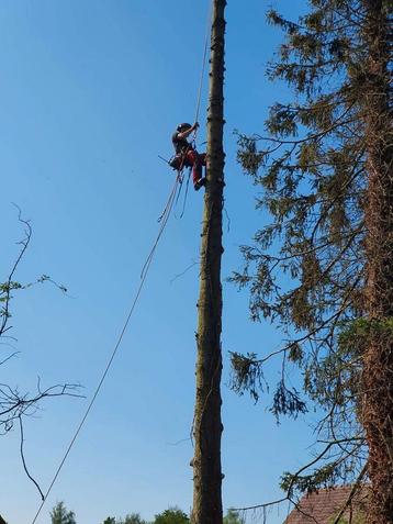  Elagueur grimpeur  abattage arbres dangereux  disponible aux enchères