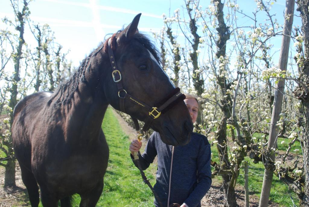 Halve stal, Dieren en Toebehoren, Paarden