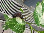 Monstera bonte albo-plant, Huis en Inrichting, Kamerplanten, Ophalen, Halfschaduw, In pot, Minder dan 100 cm
