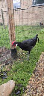 Minorca haan, Dieren en Toebehoren