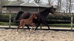 Jaarling Vitalos merrie, Dieren en Toebehoren, Paarden, Merrie, Dressuurpaard, Gechipt, 0 tot 2 jaar