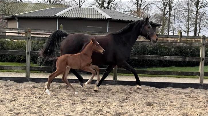 Jaarling Vitalos merrie, Dieren en Toebehoren, Paarden, Merrie, 0 tot 2 jaar, Dressuurpaard, Met stamboom, Gechipt, Ontwormd, Ingeënt