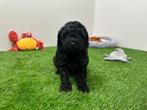 Nestje Toypoedel pups, Poedel, België, Reu, CDV (hondenziekte)