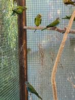 Pruimkop poppen 2025, Dieren en Toebehoren, Geringd