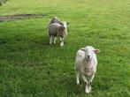 Mannelijke schapen bokken rammen, Schaap, Mannelijk, 0 tot 2 jaar