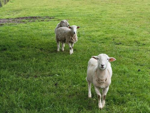 béliers moutons mâles, Animaux & Accessoires, Moutons, Chèvres & Cochons, Mouton, Mâle, 0 à 2 ans