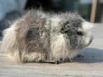 Cobaye Cavia Mâle Ch Teddy agouti argenté blanc, Cobaye