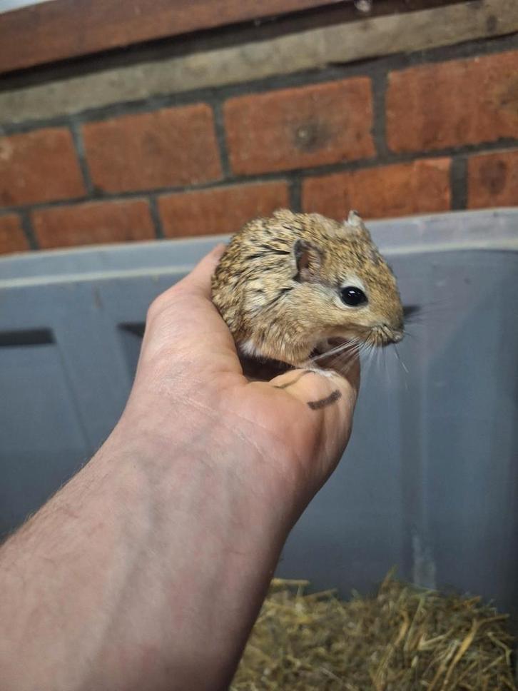 Jong koppeltje shawi gerbils, Dieren en Toebehoren, Vogels | Parkieten en Papegaaien, Tam