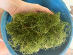 Javamos, Dieren en Toebehoren, Vissen | Aquaria en Toebehoren, Ophalen, Nieuw, Plant(en), Steen of Hout