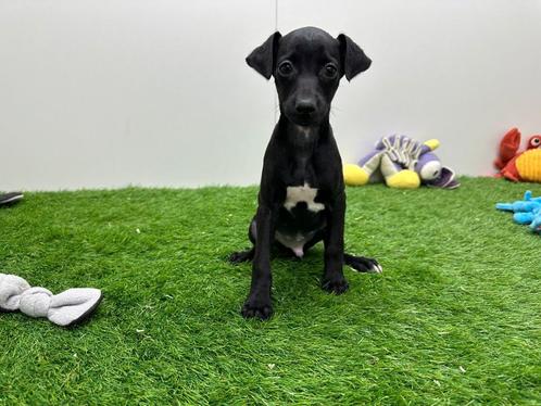 Italiaans windhondje pups, Dieren en Toebehoren, Honden | Chihuahua's en Gezelschapshonden, Meerdere dieren, Overige rassen, Fokker | Professioneel