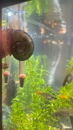 Posthornslak GRATIS!!, Dieren en Toebehoren, Vissen | Aquariumvissen