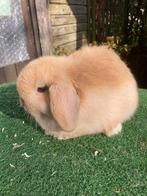 Minilop vrouwtje, Dieren en Toebehoren, Konijnen