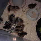 Barnevelder kuikens, Dieren en Toebehoren, Pluimvee, Geslacht onbekend, Kip