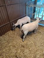 Schapen 0476252495, Dieren en Toebehoren, Schapen, Geiten en Varkens