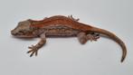 Rhacodactylus Auriculatus Gargoyle gekko