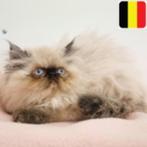 Chatons himalayens à vendre (belges), Plusieurs animaux, Vermifugé, 0 à 2 ans