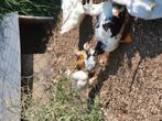 Eenden en kippen, Dieren en Toebehoren, Meerdere dieren, Eend