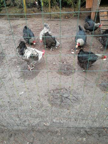 Broedeieren van marans zwart en blouwzilverhals, Dieren en Toebehoren