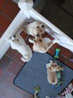 chihuahua pups, Dieren en Toebehoren, Honden | Chihuahua's en Gezelschapshonden, België, Fokker | Hobbymatig, Reu, 8 tot 15 weken