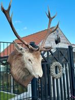 Hertenkop opgezette, Ophalen