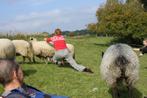 Lieve, mooie, tamme, eigenwijze schapen, Dieren en Toebehoren, Meerdere dieren, Schaap