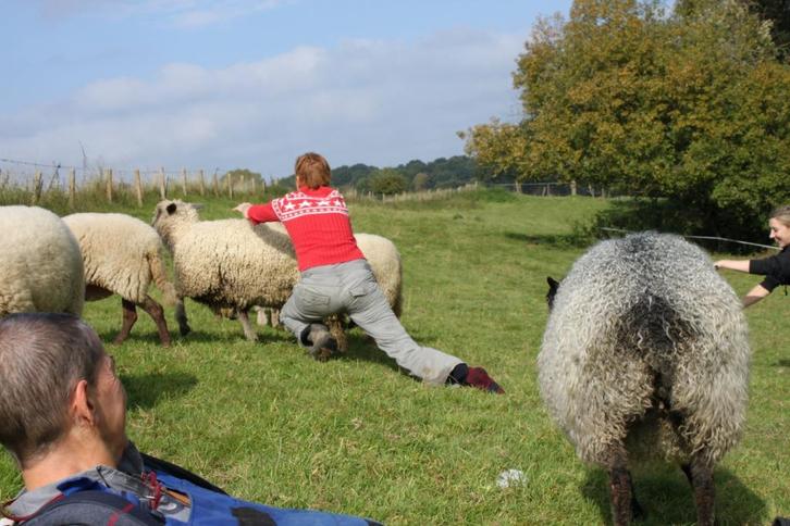 Lieve, mooie, tamme, eigenwijze schapen, Dieren en Toebehoren, Schapen, Geiten en Varkens, Schaap, Meerdere dieren