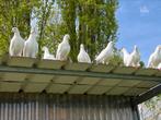 Witte postduiven te koop., Dieren en Toebehoren, Vogels | Duiven, Postduif