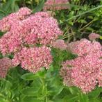 Lot Sedum Herbstfreude grote volle planten!, Tuin en Terras, Planten | Tuinplanten, Ophalen