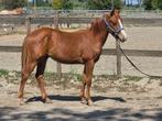Veulens (quarters), Dieren en Toebehoren, Pony's, Gechipt, 0 tot 2 jaar, Hengst, C pony (1.27m tot 1.37m)