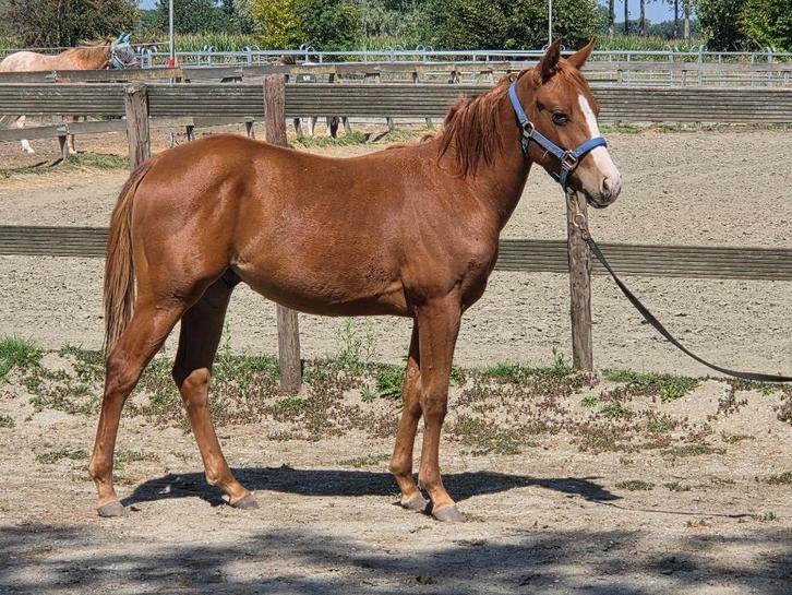 Veulens (quarters), Dieren en Toebehoren, Pony's, Hengst, Onbeleerd, C pony (1.27m tot 1.37m), Westernpony, 0 tot 2 jaar, Gechipt