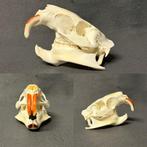 Schedel beverrat, Verzamelen, Dierenverzamelingen, Ophalen of Verzenden, Zo goed als nieuw, Schedel