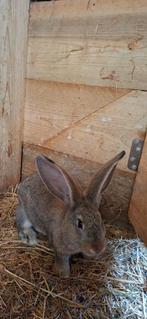 Duitsvlaamse reusjes, Meerdere dieren, Groot, 0 tot 2 jaar