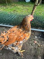 Cochin en brahma hanen, Dieren en Toebehoren, Pluimvee, Mannelijk, Overige soorten