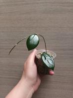 Hoya vangviengiensis, Huis en Inrichting, Ophalen of Verzenden