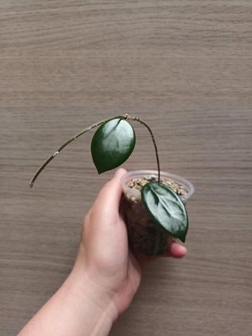 Hoya vangviengiensis  beschikbaar voor biedingen